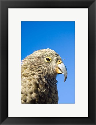 Framed Close up of Kea Bird, Arthurs Pass NP, South Island, New Zealand Print