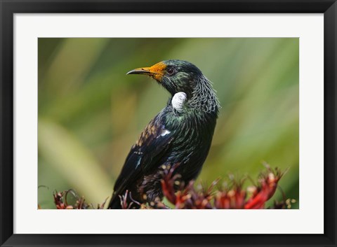 Framed New Zealand, Stewart Island, Halfmoon Bay, Tui bird Print