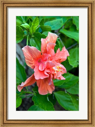 Framed Hibiscus Flowers, Antigua, West Indies, Caribbean Print