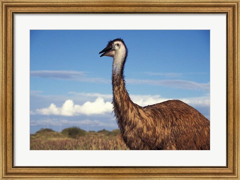 Framed Australia, Emu, flightless bird Print