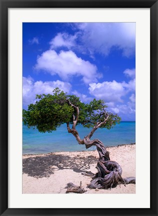 Framed Lone Divi Tree, Aruba, Caribbean Print