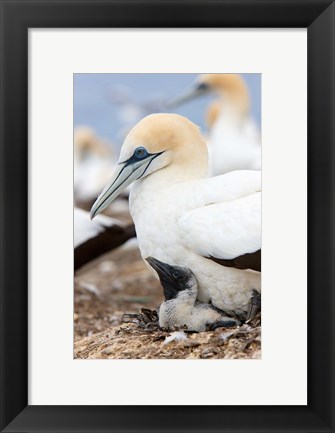 Framed Australasian Gannet chick and parent on nest, North Island, New Zealand Print