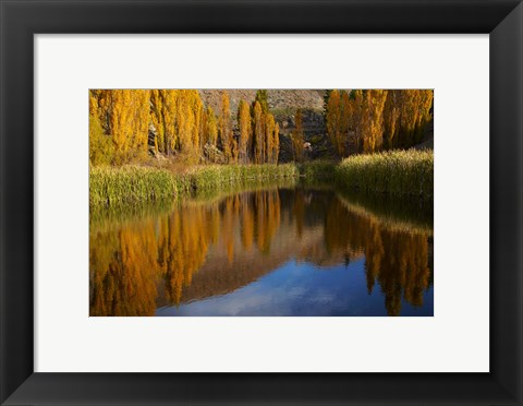 Framed Poplar trees in Autumn, Bannockburn, Cromwell, Central Otago, South Island, New Zealand Print