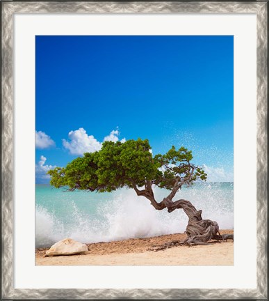Framed Divi Divi Tree, Eagle Beach, Aruba, Caribbean Print