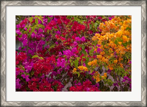 Framed Bougainvillea flowers, Princess Cays, Eleuthera, Bahamas Print