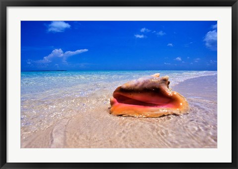 Framed Conch at Water&#39;s Edge, Pristine Beach on Out Island, Bahamas Print