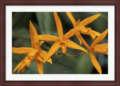 Framed Orange Orchids, Barbados, Caribbean Print