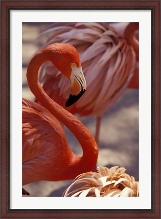 Framed Pink Flamingo in Ardastra Gardens and Zoo, Bahamas, Caribbean Print
