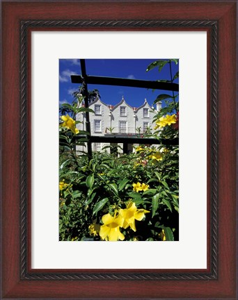 Framed Yellow flowers, St Nicholas Abbey, St Peter Parish, Barbados, Caribbean Print