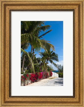 Framed Bahamas, Eleuthera, Harbor Island, Dunmore, Flora Print