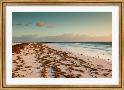 Framed Bahamas, Eleuthera, Harbor Island, Pink Sand Beach with seaweed Print