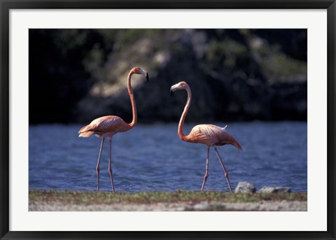 Framed Pink Flamingos on Lake Goto Meer, Bonaire, Caribbean Print