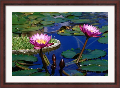 Framed Water Lillies in Reflecting Pool at Palm Grove Gardens, Barbados Print