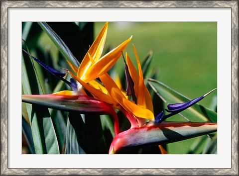 Framed Bird of Paradise in Bermuda Botanical Gardens, Caribbean Print