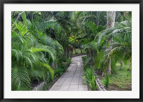 Framed Pathway, Hemingway House, Hemingway Museum, Finca Vigia, Havana, Cuba Print
