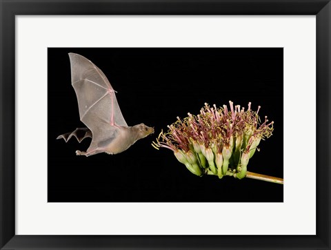 Framed Lesser Long-Nosed Bat in Flight Feeding on Agave Blossom, Tuscon, Arizona Print