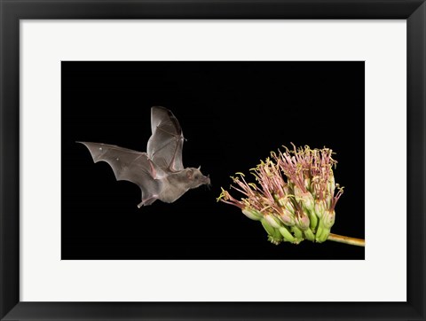 Framed Mexican Long-tongued Bat Print