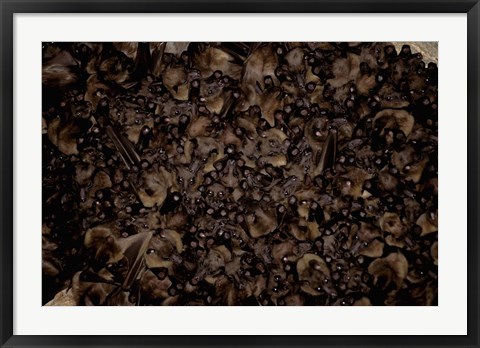 Framed Madagascar, Ankarana, Tongue-clicking fruit bat wildlife Print