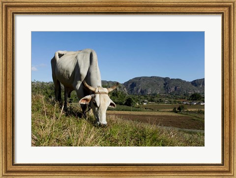 Framed Ox Grazing, Farm animals, Vinales, Cuba Print