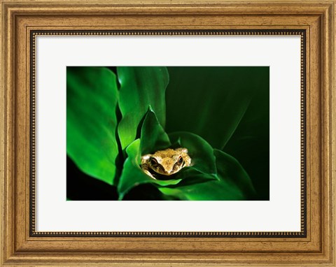 Framed Coqui Frog in Puerto Rico Print