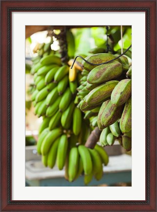 Framed Cuba, Vinales, El Jardin de Caridad, Bananas Print