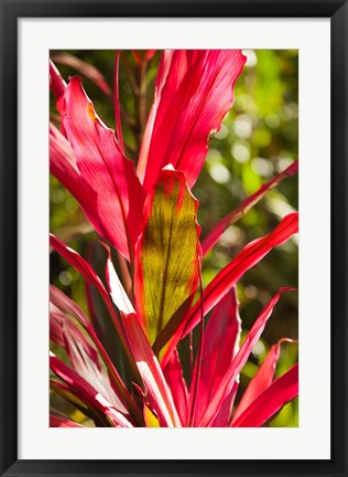 Framed Cuba, Vinales, El Jardin de Caridad, Garden flora Print