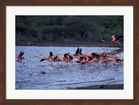Framed Flamingo Sanctuary, Curacao, Caribbean Print