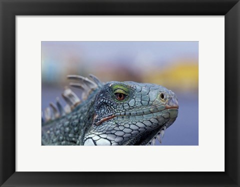 Framed Iguana, Curacao, Caribbean Print