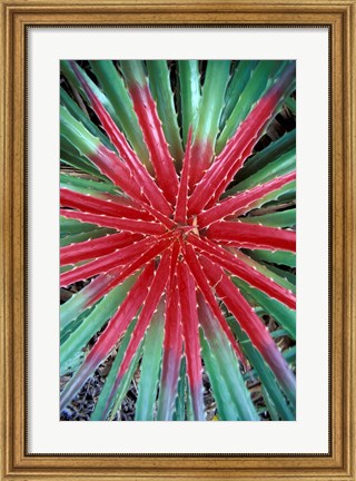 Framed Cactus Detail, Chrstoffel National Park, Curacao, Caribbean Print
