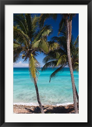 Framed Cuba, Matanzas Province, Varadero, Varadero Beach palms Print