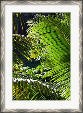 Framed Dominica, Roseau, Vegetation, rainforest Print