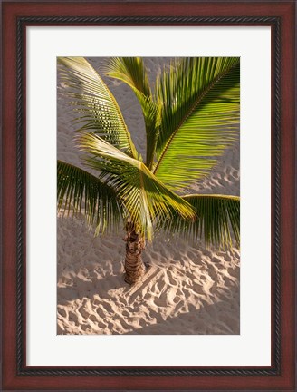 Framed Palm tree, Bavaro Beach, Higuey, Punta Cana, Dominican Republic Print