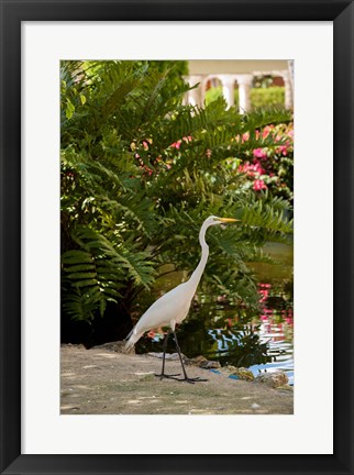 Framed White Egret tropical bird, Bavaro, Higuey, Punta Cana, Dominican Republic Print