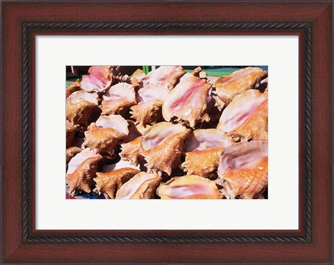 Framed Conch Shells, St Georges, Grenada, Caribbean Print