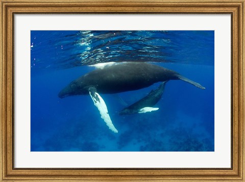 Framed Humpback whale mother and calf, Silver Bank, Domincan Republic Print
