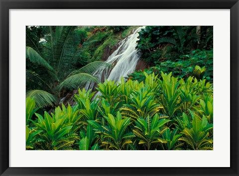 Framed Shaw Park Gardens, Jamaica, Caribbean Print
