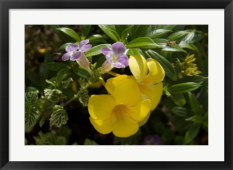 Framed Dominican Republic, Punta Cana, Allamanda flower - yellow Print