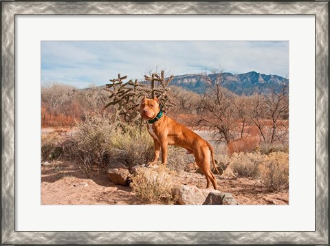 Framed American Pitt Bull Terrier dog, New Mexico Print