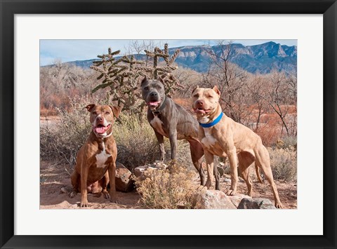 Framed Three Pitt Bull Terrier dog, New Mexico Print