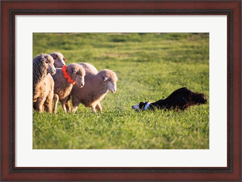 Framed Purebred Border collie dog and Merino sheep Print