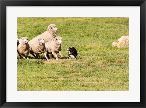 Framed Purebred Border Collie dog and sheep Print