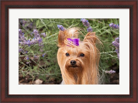 Framed Purebred Yorkshire Terrier dog, purple bow Print