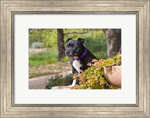 Framed Staffordshire Bull Terrier dog in a garden Print