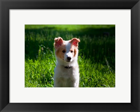 Framed Border Collie puppy dog in a field Print