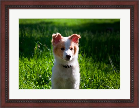 Framed Border Collie puppy dog in a field Print