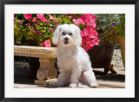 Framed USA, California Maltese sitting next to garden bench with flowers Print