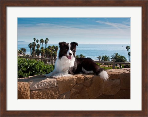 Framed Border Collie dog resting on a wall Print