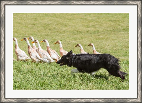 Framed Purebred Border Collie dog herding ducks Print