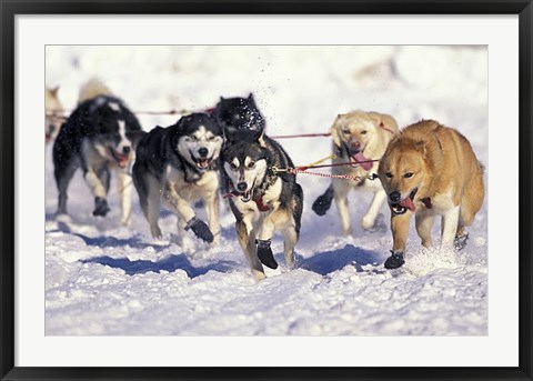 Framed Iditarod Dog Sled Racing through Streets of Anchorage, Alaska, USA Print