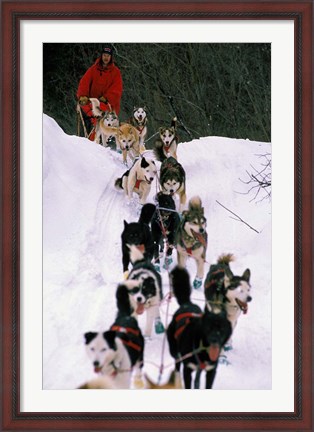 Framed Dog Sled Racing in the 1991 Iditarod Sled Race, Alaska, USA Print